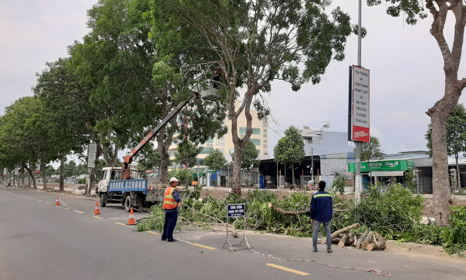 TP Tân An: Chủ động cắt tỉa cây xanh mùa mưa bão