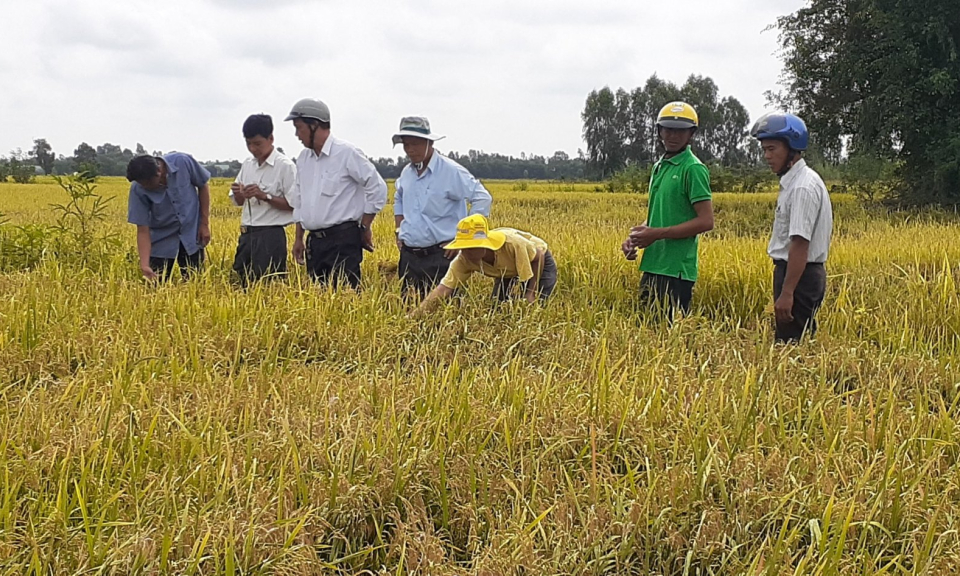 Cánh đồng 1 phải 5 giảm mang lại hiệu quả kinh tế cao