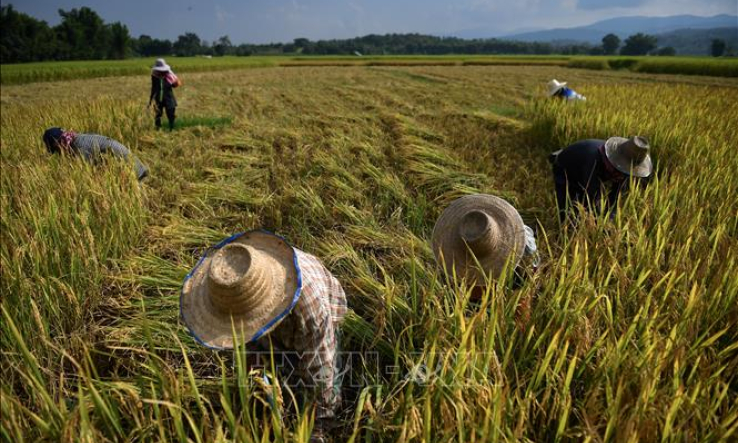 Thái Lan thúc đẩy chiến lược sản xuất lúa gạo theo định hướng thị trường