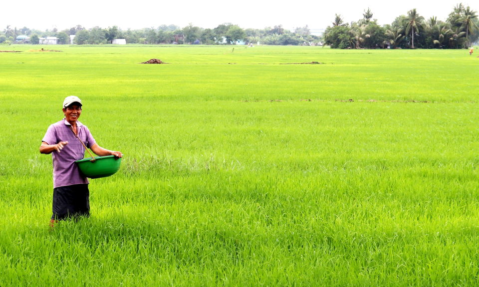 Cần Đước: Bệnh đạo ôn, rầy nâu tấn công lúa hè thu