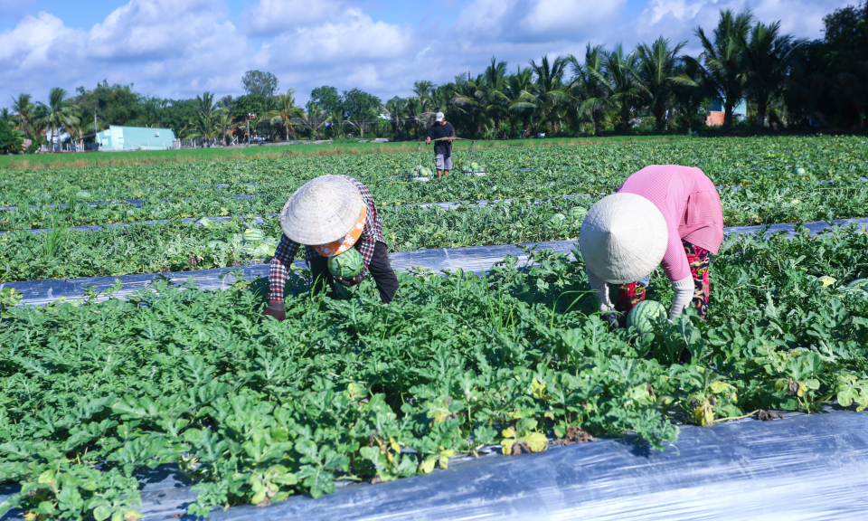 Nông dân Thủ Thừa thu hoạch dưa hấu thu đông