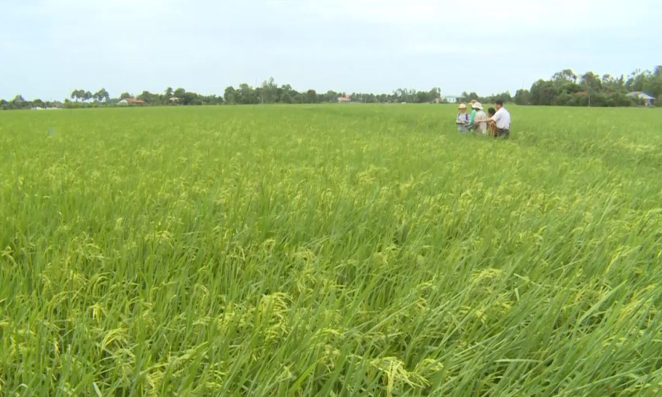 Thủ Thừa 6/11 xã đạt chuẩn nông thôn mới