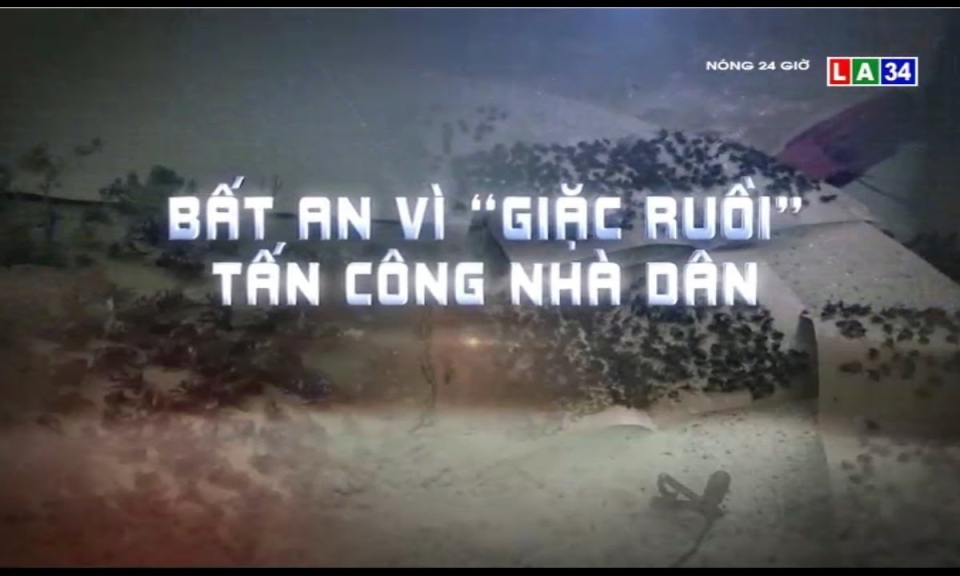 Bất an vì &#8220;giặc ruồi&#8221; tấn công nhà dân