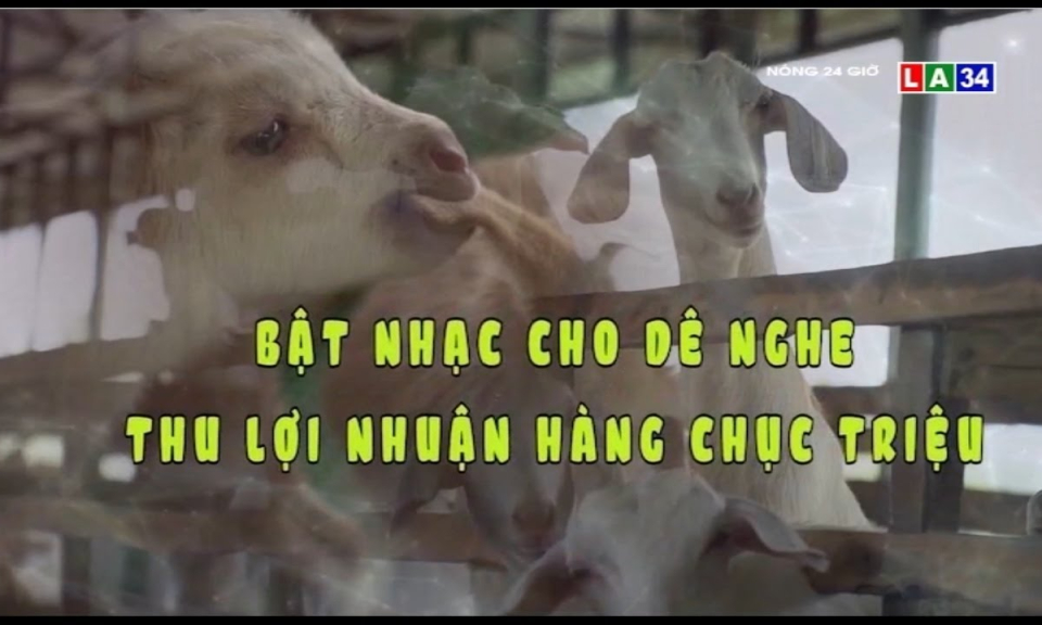 Bật nhạc cho dê nghe thu lợi nhuận hàng chục triệu