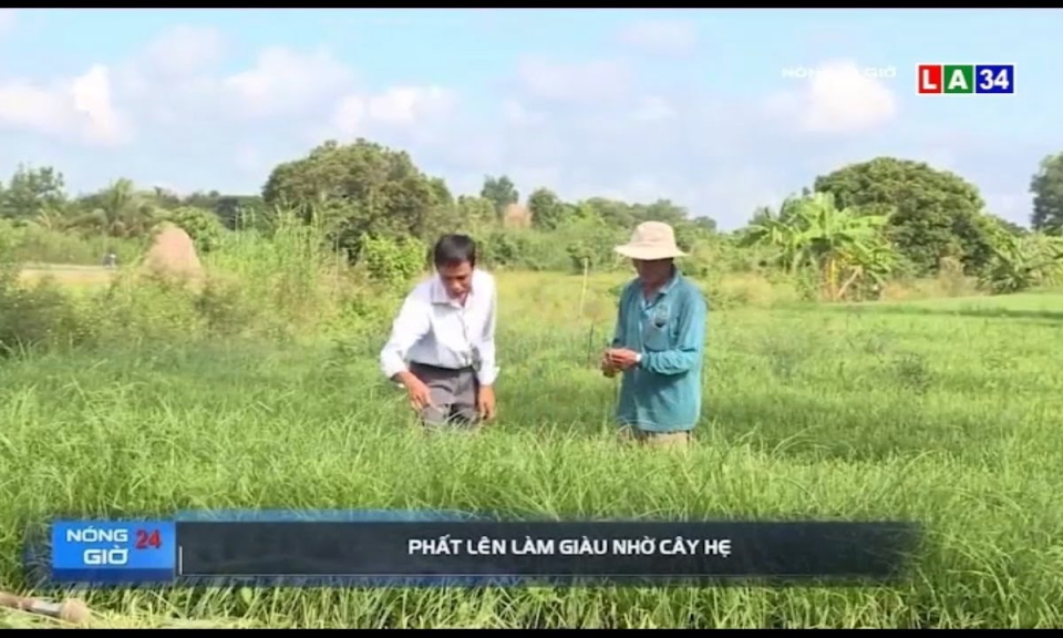 Phất lên làm giàu nhờ cây hẹ