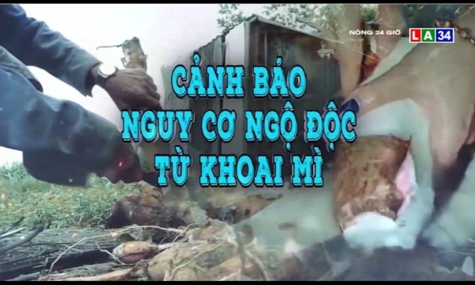 Cảnh báo nguy cơ ngộ độc từ khoai mì