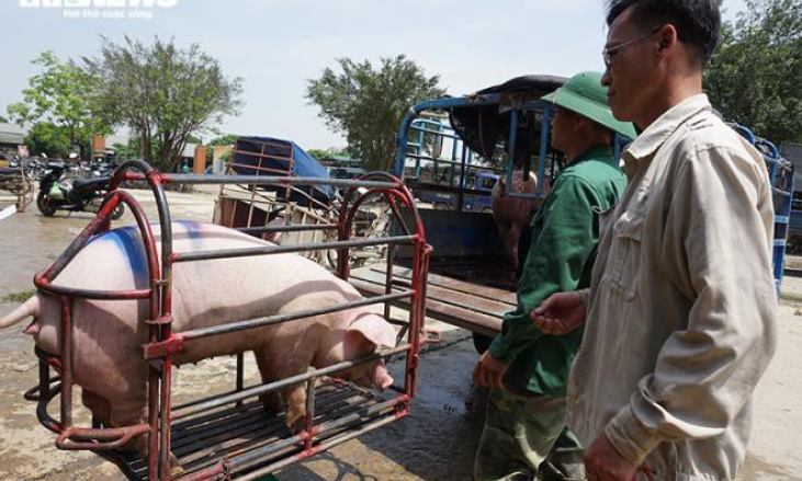 Lợn nhập Thái Lan chưa về nhiều, giá lợn hơi trong nước lại tăng