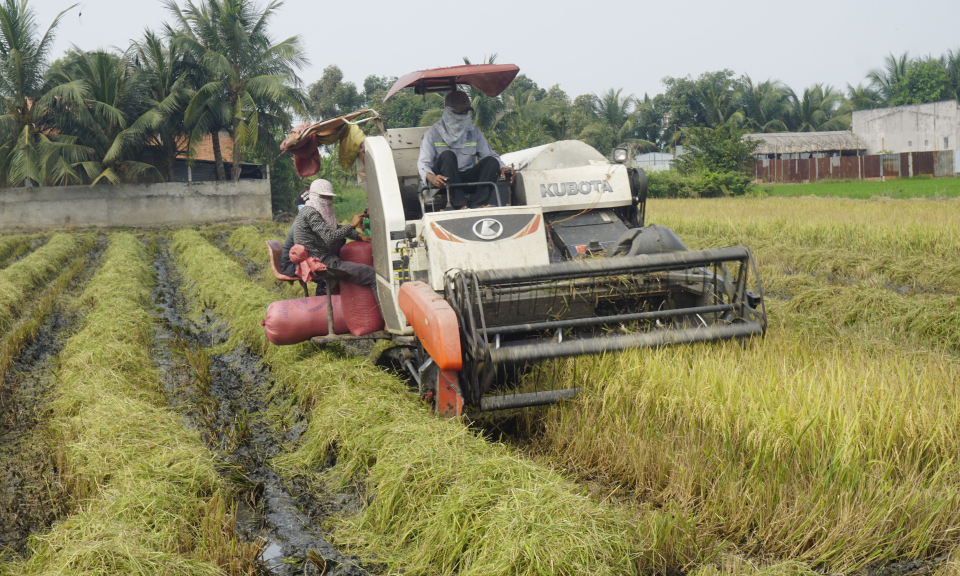 Nông dân bước vào vụ thu hoạch lúa hè thu