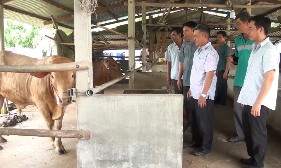 Đức Hòa: Thành lập Chi hội nghề nghiệp nông dân chăn nuôi bò thịt ứng dụng công nghệ cao