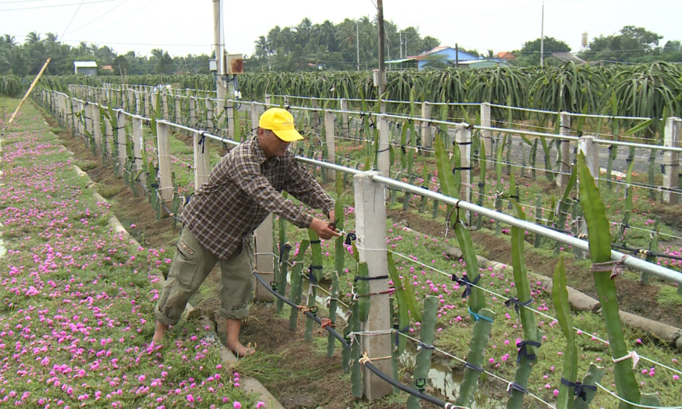 Châu Thành phấn đấu đến năm 2025 có 5.000 ha thanh long sản xuất ứng dụng công nghệ cao