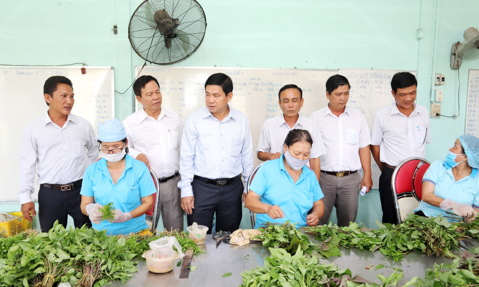 Cần Đước: Khảo sát hoạt động hợp tác xã rau an toàn Phước Hòa, xã Phước Vân