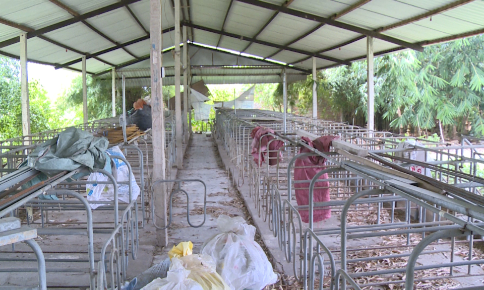Người chăn nuôi heo chưa dám mạo hiểm tái đàn
