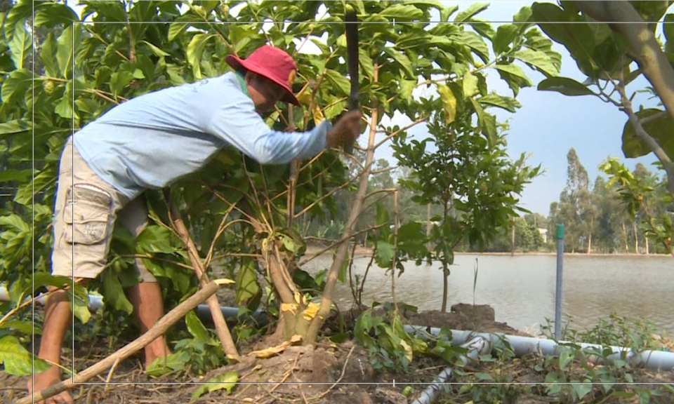 Nông dân lao đao vì trái nhàu do sản xuất theo phong trào