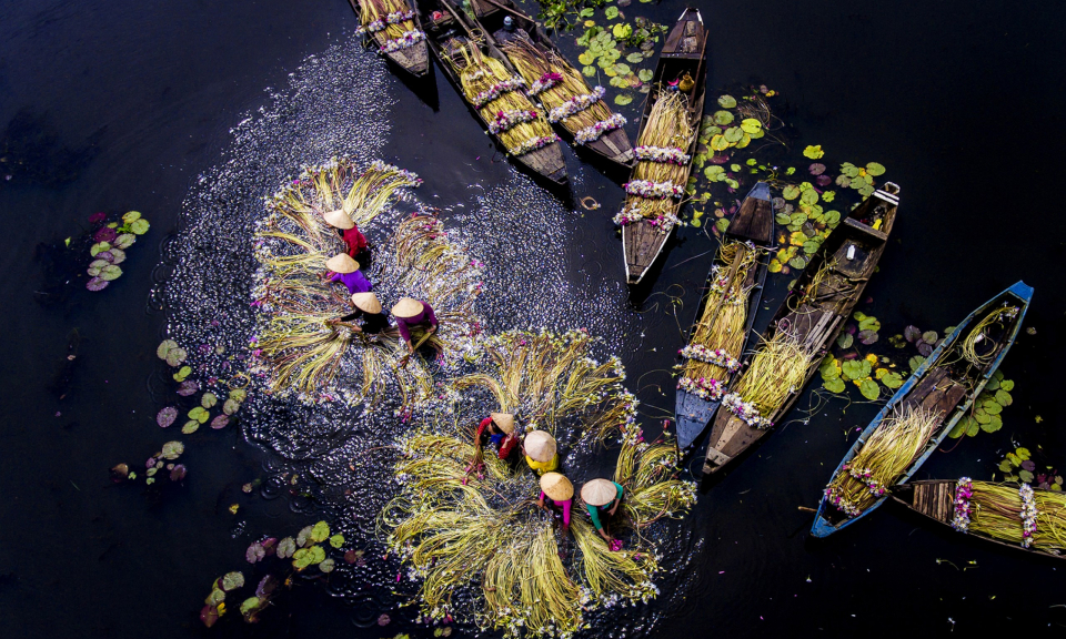 Mùa bông súng khoe sắc