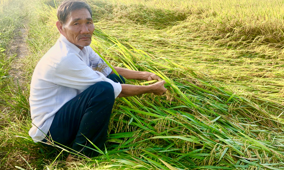 Thủ Thừa: Ảnh hưởng bão số 5, nhiều diện tích lúa ngã đỗ thiệt hại đến năng suất
