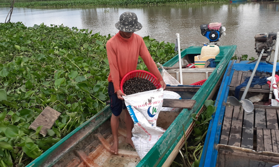Người dân Tân Hưng có thêm thu nhập từ bắt ốc đắng trong mùa lũ