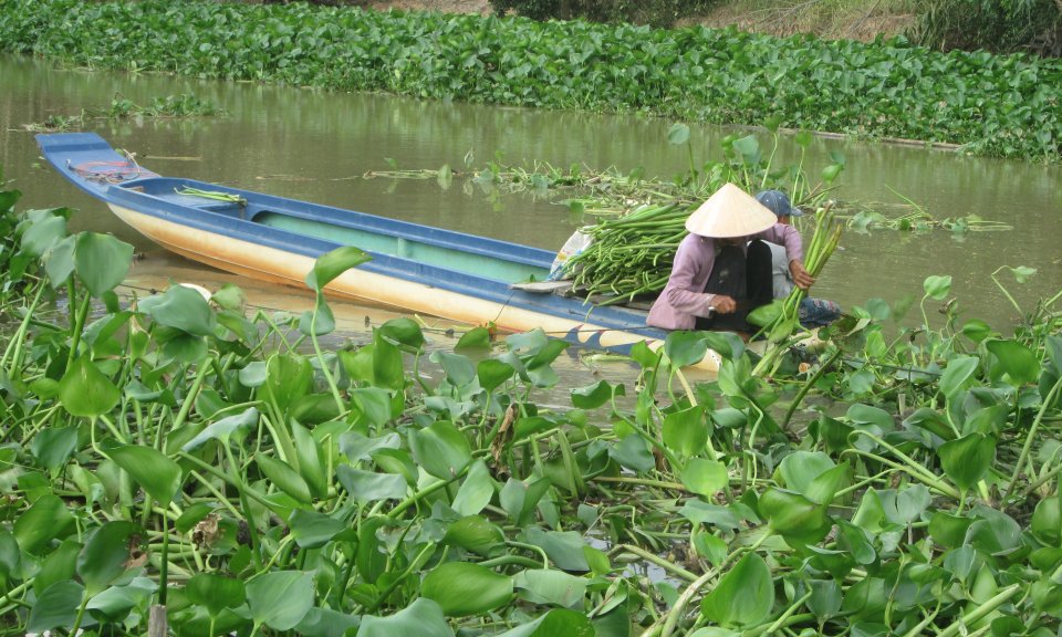Nghề cắt lục bình mang lại thu nhập ổn định cho người dân Tân Hưng