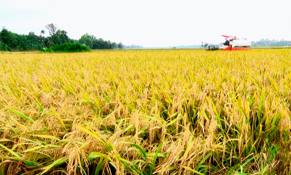 Tân Thạnh: Tập trung chỉ đạo sản xuất vụ lúa đông xuân 2020 – 2021