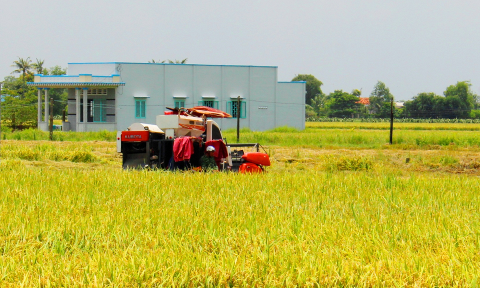 Cần Đước: Giá lúa tăng nhưng nông dân sản xuất không có lãi