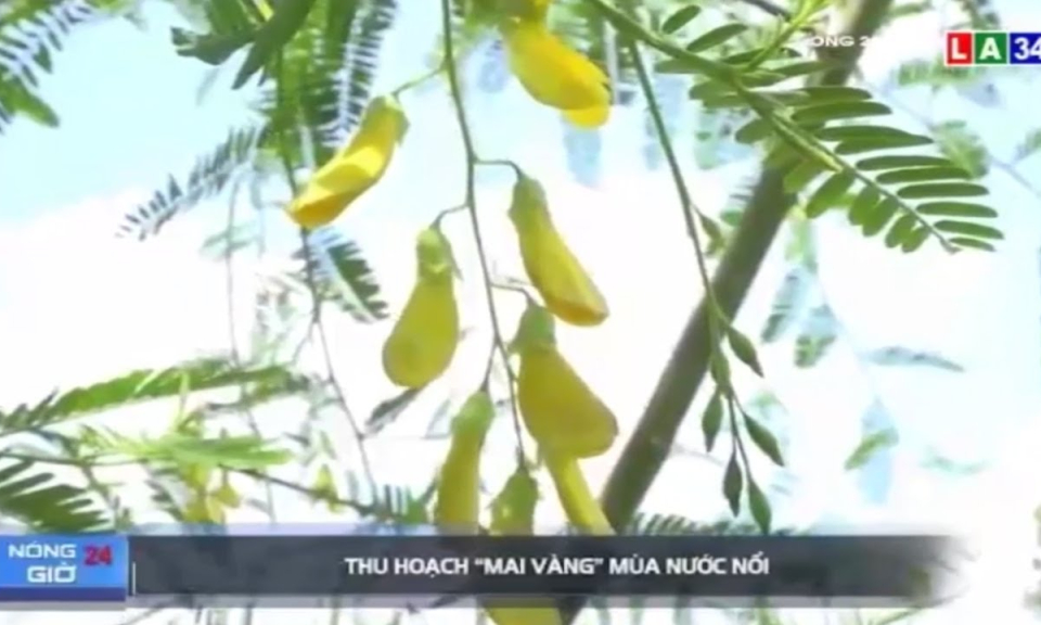 Thu hoạch &#8220;mai vàng&#8221; mùa nước nổi