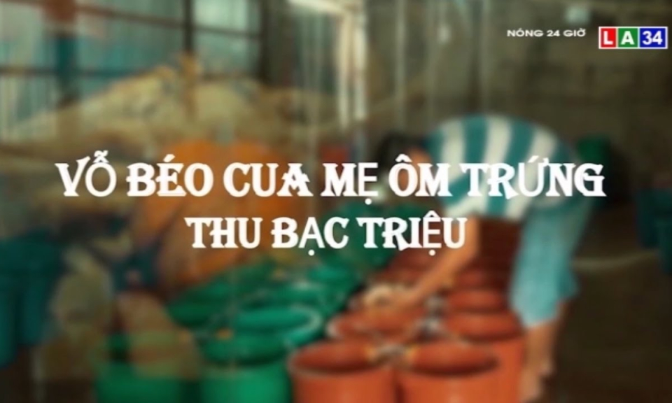 Vỗ béo cua mẹ ôm trứng thu bạc triệu