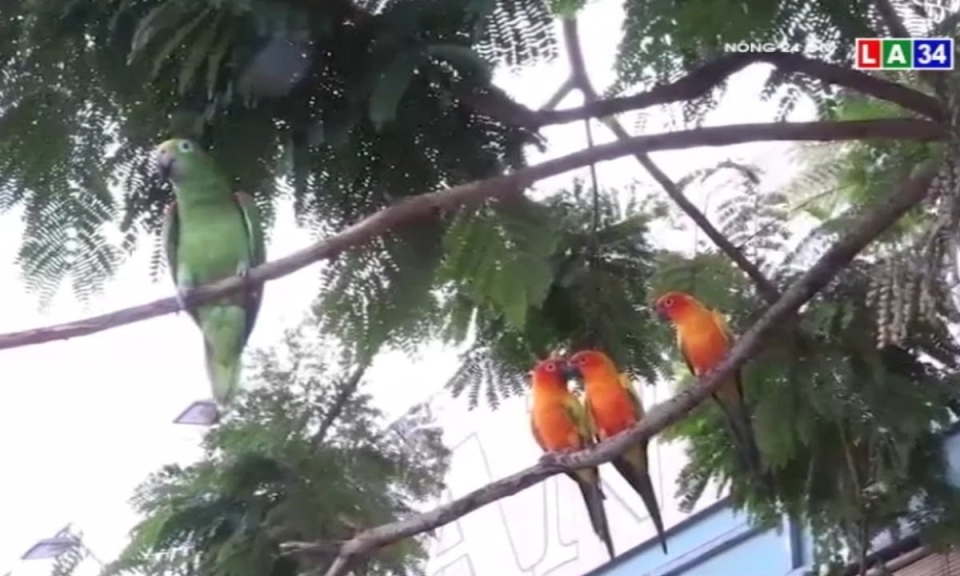 Sân chơi cuối tuần cho những chú vẹt Macaw