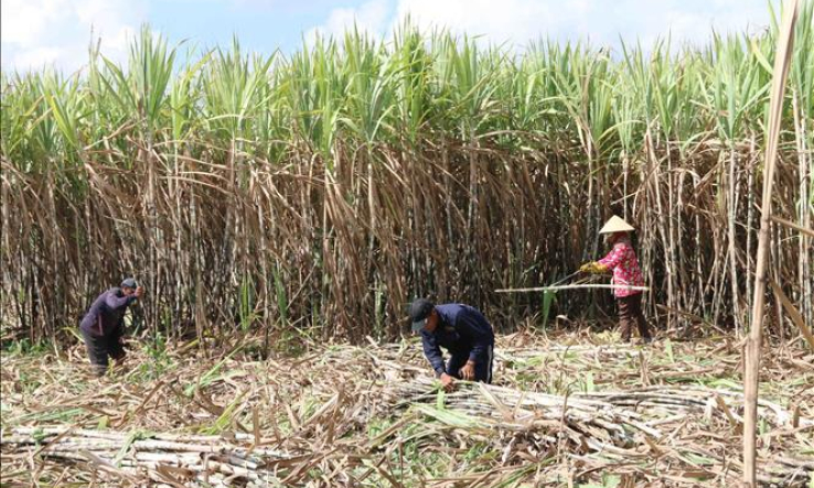 Bộ Công Thương điều tra chống bán phá giá với đường mía nhập khẩu từ Thái Lan