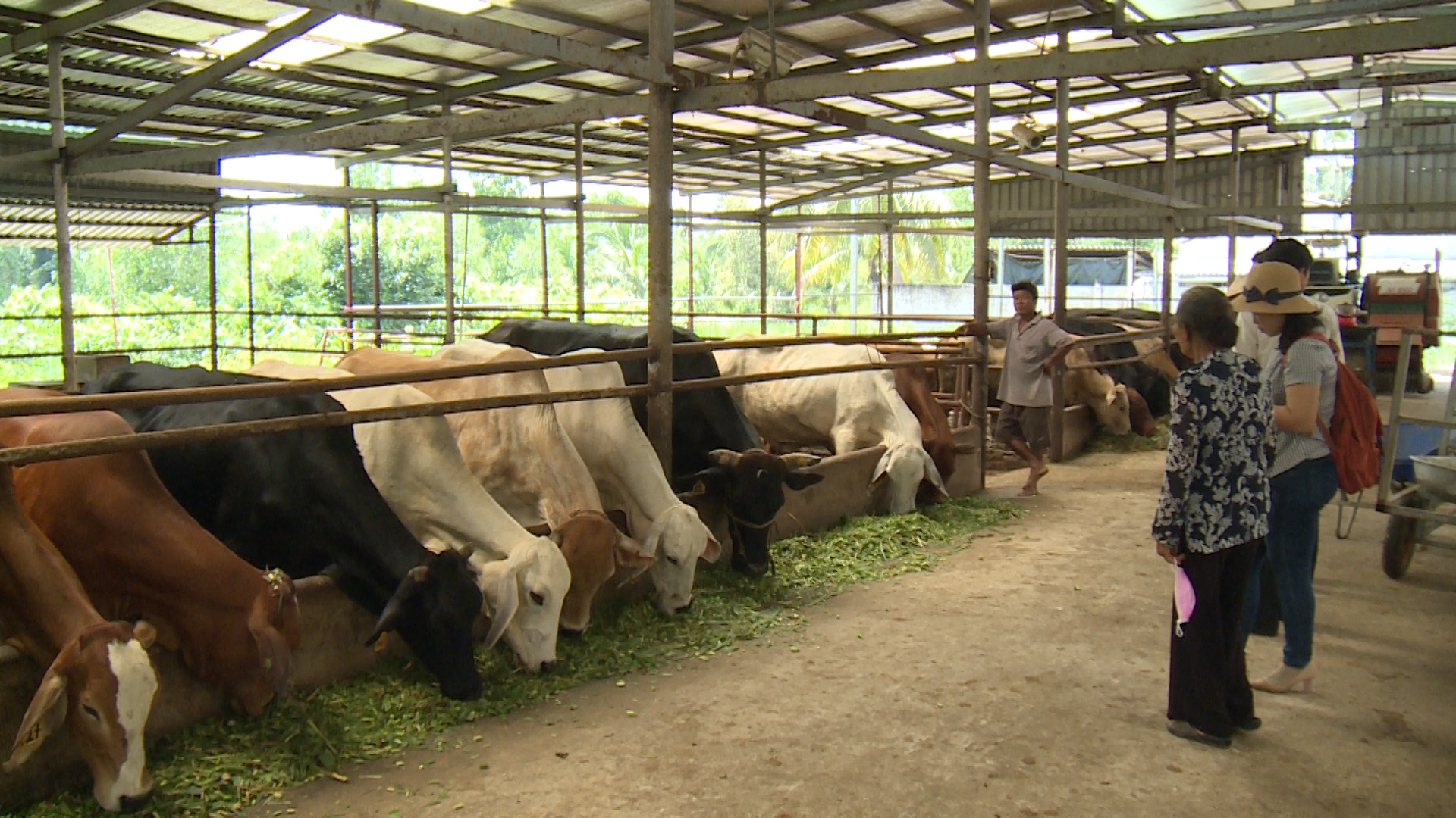 Chăn nuôi bò sữa người dân Mộc Châu vắt ra tiền tỷ mỗi năm  VOVVN