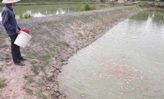 Long An phát triển nuôi trồng thủy sản nước ngọt