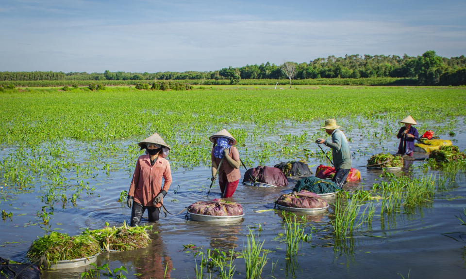 ‘Săn’ hẹ nước mùa nước nổi