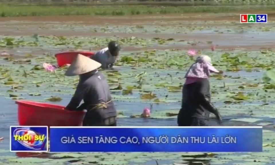 Giá sen tăng cao, người dân thu lãi lớn