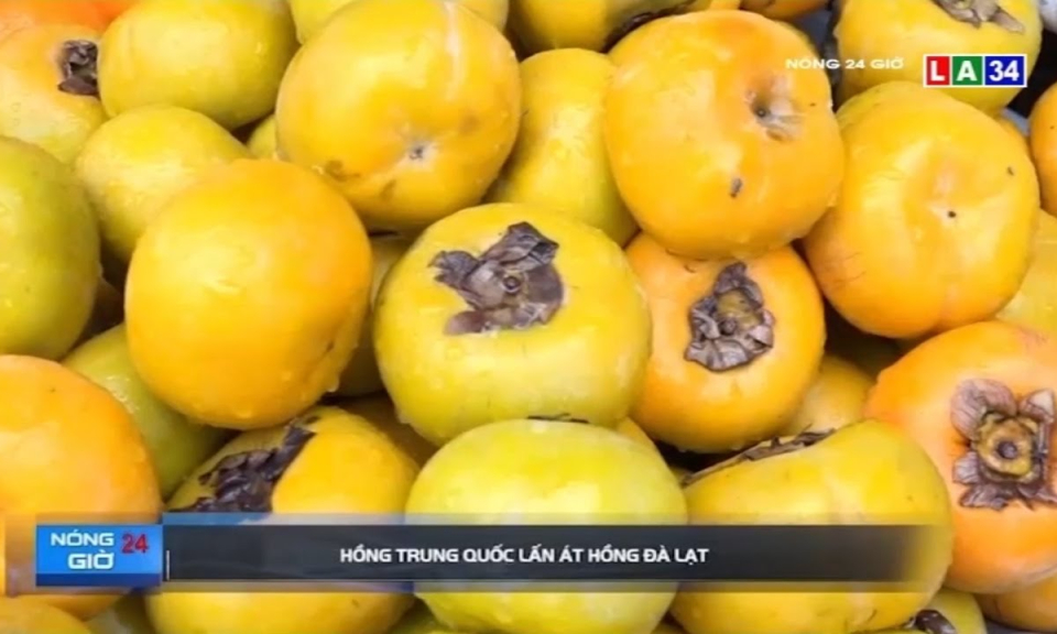 Hồng Trung Quốc lấn át hồng Đà Lạt