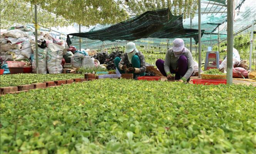 Ba huyện, thành phố của Bến Tre, Long An về đích xây dựng nông thôn mới