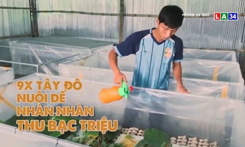 9X Tây Đô nuôi dế nhàn nhàn thu bạc triệu