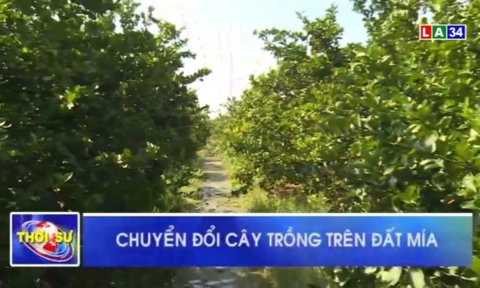 Hiệu quả chuyển đổi cây trồng trên đất mía