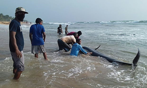 Sri Lanka nỗ lực cứu hộ hàng trăm cá voi hoa tiêu mắc cạn