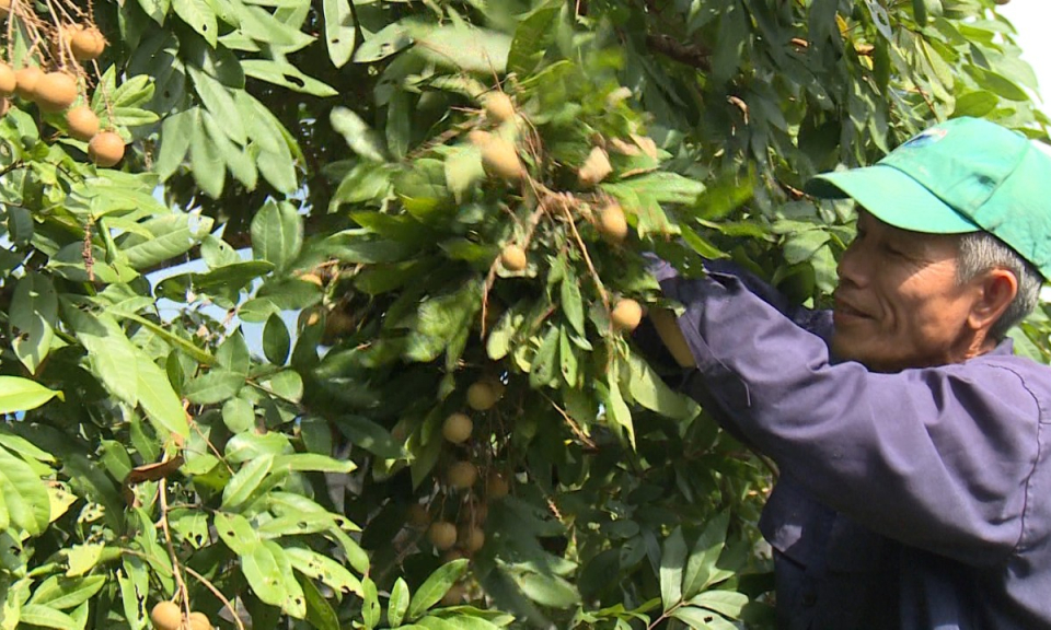 20 năm “nặng tình” với cây nhãn