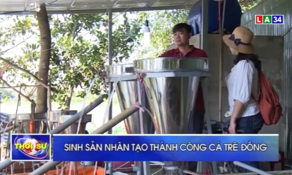 Thủ Thừa: Sinh sản nhân tạo thành công cá trê đồng