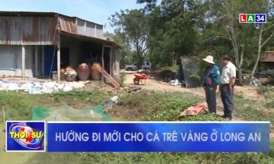 Hướng đi mới cho cá trê vàng ở Long An