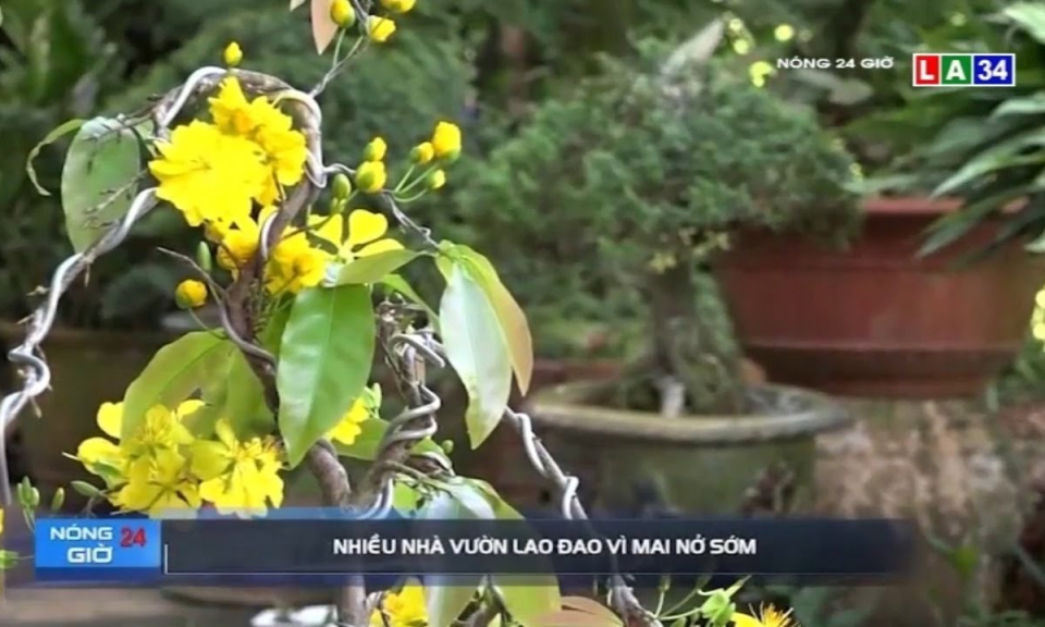 Nhiều nhà vườn lao đao vì mai nở sớm