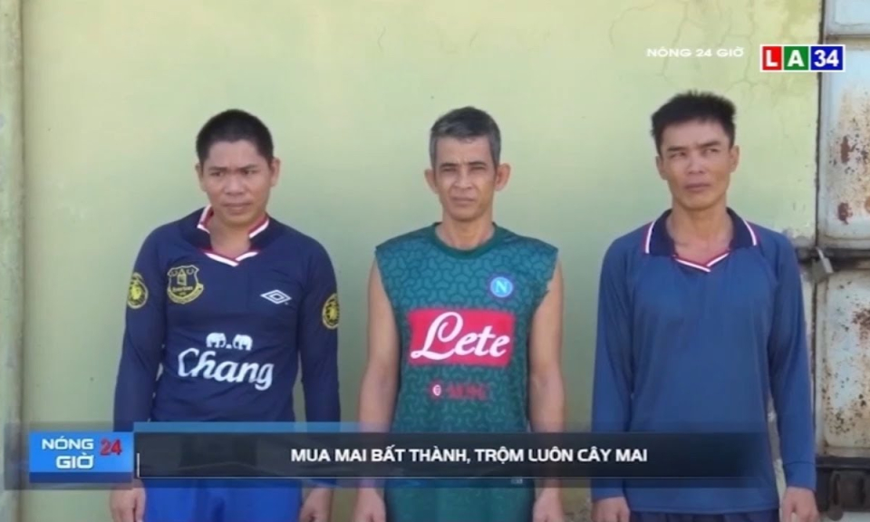 Kiên Giang: Mua mai bất thành, trộm luôn cây mai