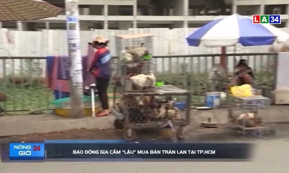 Báo động tình trạng gia cầm &#8220;lậu&#8221; mua bán tràn lan tại TP.HCM