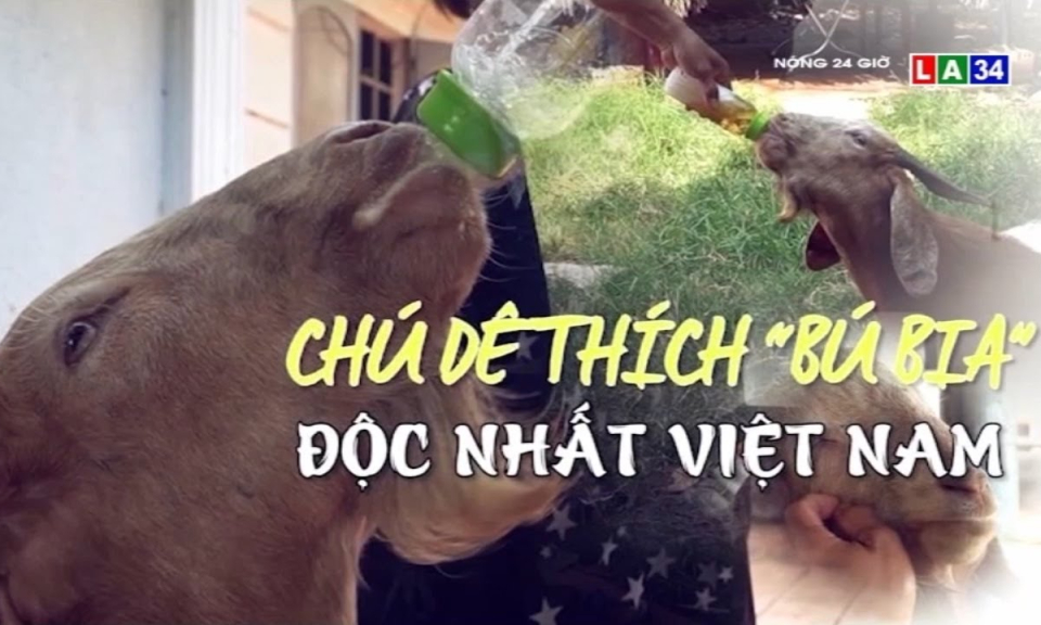 Chú dê thích &#8220;bú bia&#8221; độc nhất Việt Nam