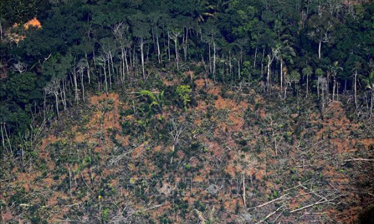 EU yêu cầu Brazil cam kết chống nạn phá rừng Amazona để cứu vãn thỏa thuận thương mại