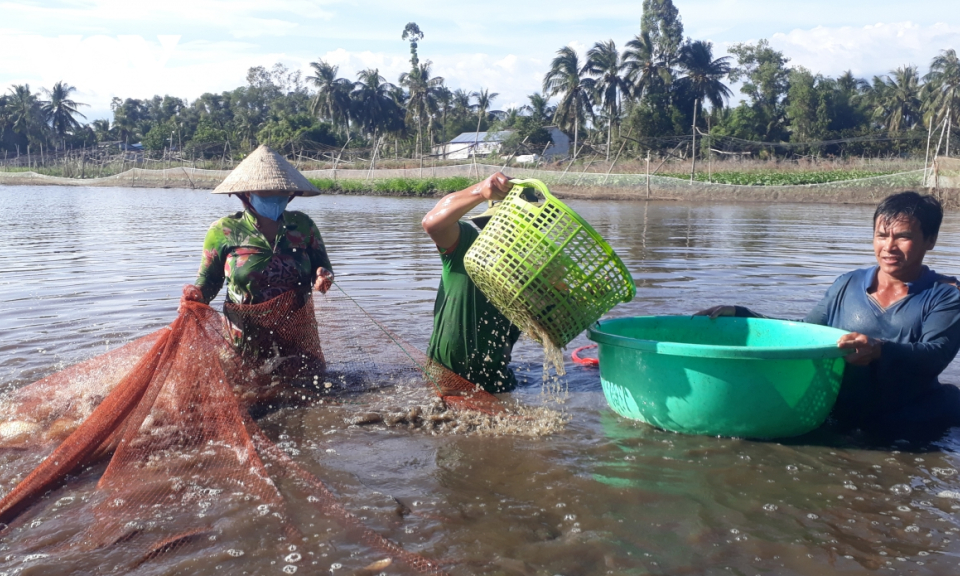 Kiếm thu nhập khá từ nuôi cá trong ruộng lúa