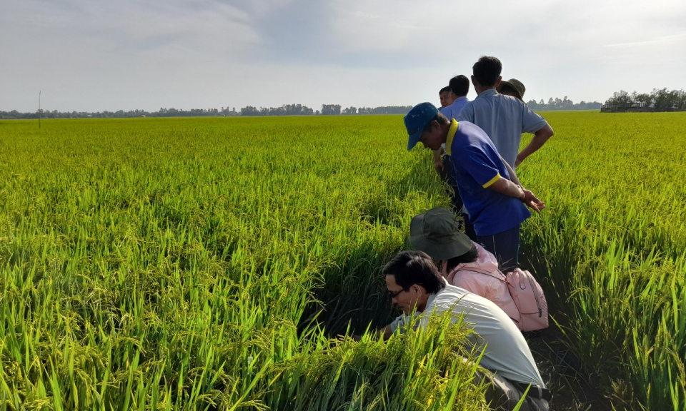 Tân Thạnh: Lúa đông xuân được mùa, trúng giá