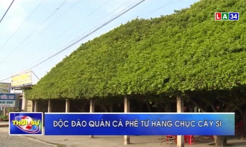 Độc đáo quán cà phê từ hàng chục cây si