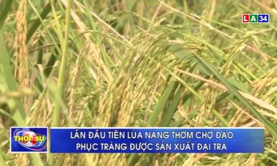 Lần đầu tiên lúa Nàng Thơm Chợ Đào phục tráng được sản xuất đại trà