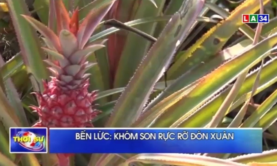 Bến Lức: Khóm son rực rỡ đón xuân