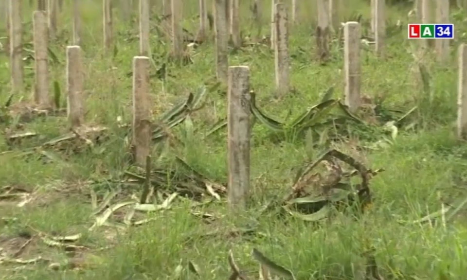 Long An: Nông dân phá bỏ thanh long do thua lỗ